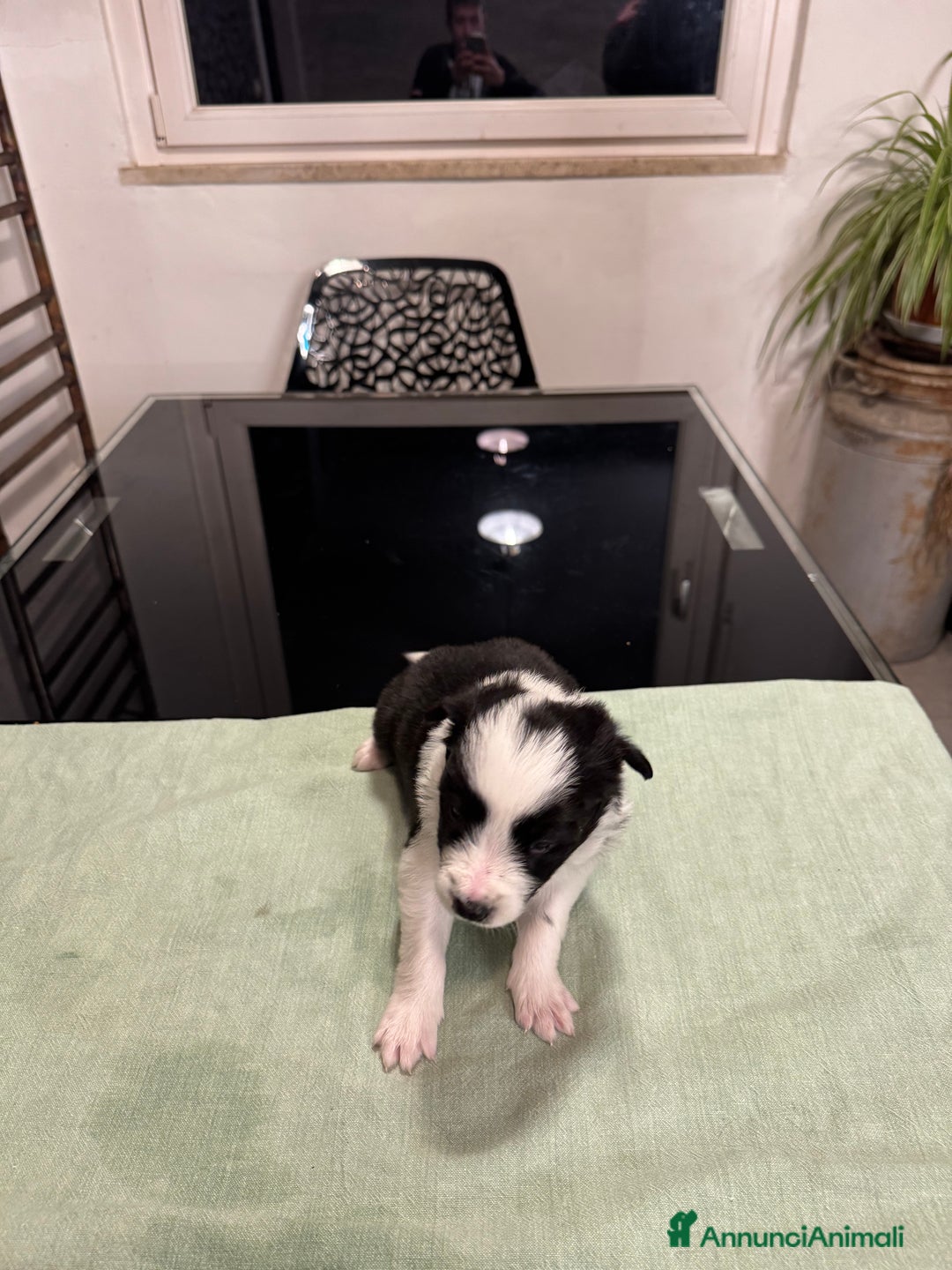 Border Collie cani in vendita: Bordei collie  - Annuncio 4