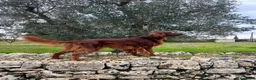 Setter Irlandese cani per accoppiamento: Aspic, bello e impossibile ;) - Annuncio 4