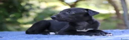 Whippet cani in vendita: Cuccioli di whippet  - Annuncio 7