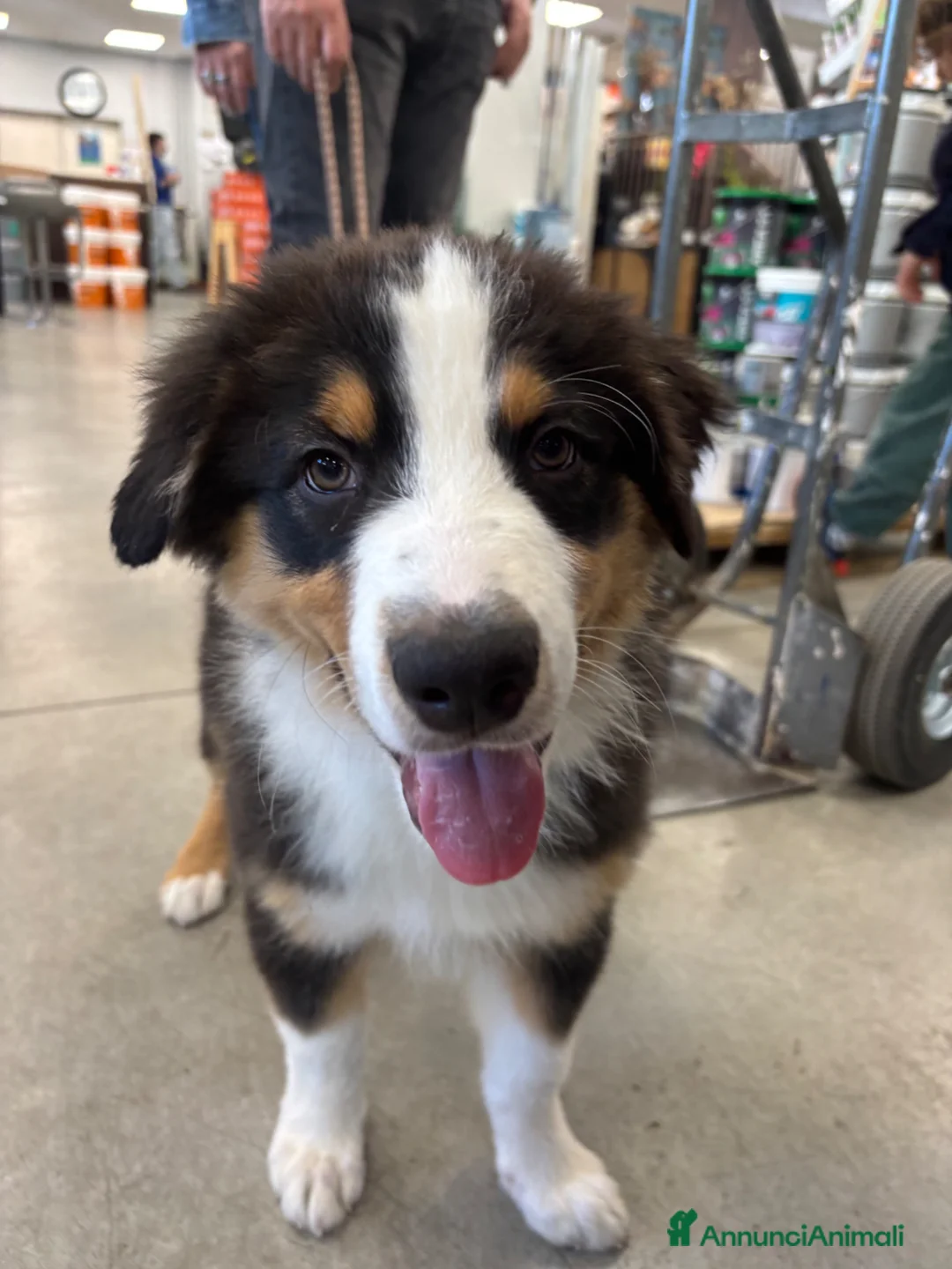 Australian Shepherd cani in vendita: Cucciolo di pastore australiano  - Annuncio 2