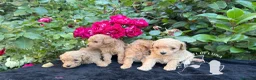 Barboncino Toy cani in vendita: Barboncino Toy TreQuartidiLuna - Annuncio 3