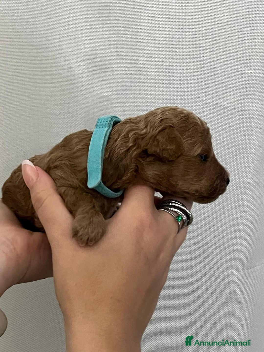 Barboncino Toy cani in vendita: Barbone toy - Annuncio 11