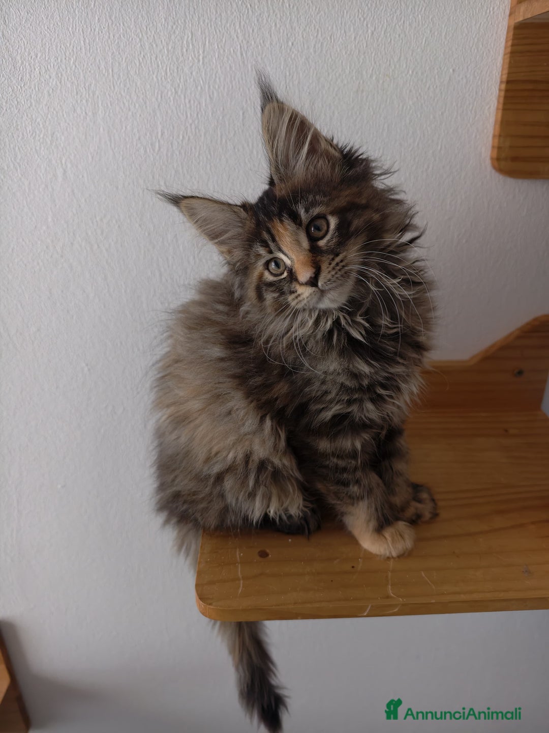 Maine Coon gatti in vendita: Bellissima cucciola Maine Coon  - Annuncio 3