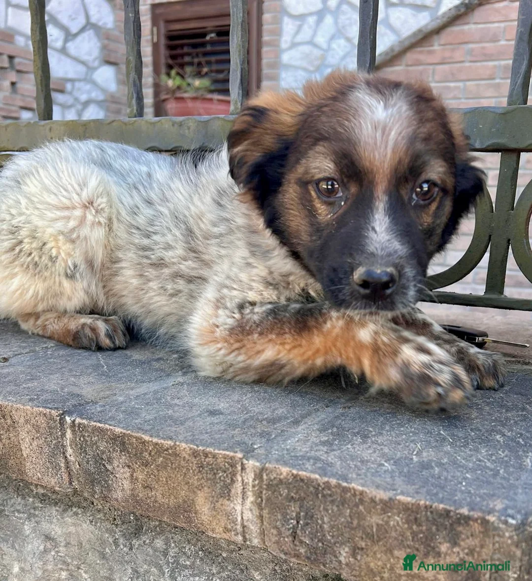 Meticcio cani in regalo: Cucciolo taglia media 3 mesi - Annuncio 1
