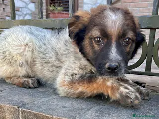 Meticcio cani Cucciolo taglia media 3 mesi - Annuncio 8