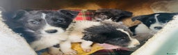 Meticcio cani in regalo: 4 cucciolotti meravigliosi cercano casa - Annuncio 17