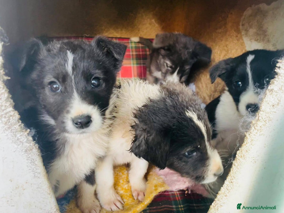 Meticcio cani in regalo: 4 cucciolotti meravigliosi cercano casa - Annuncio 17