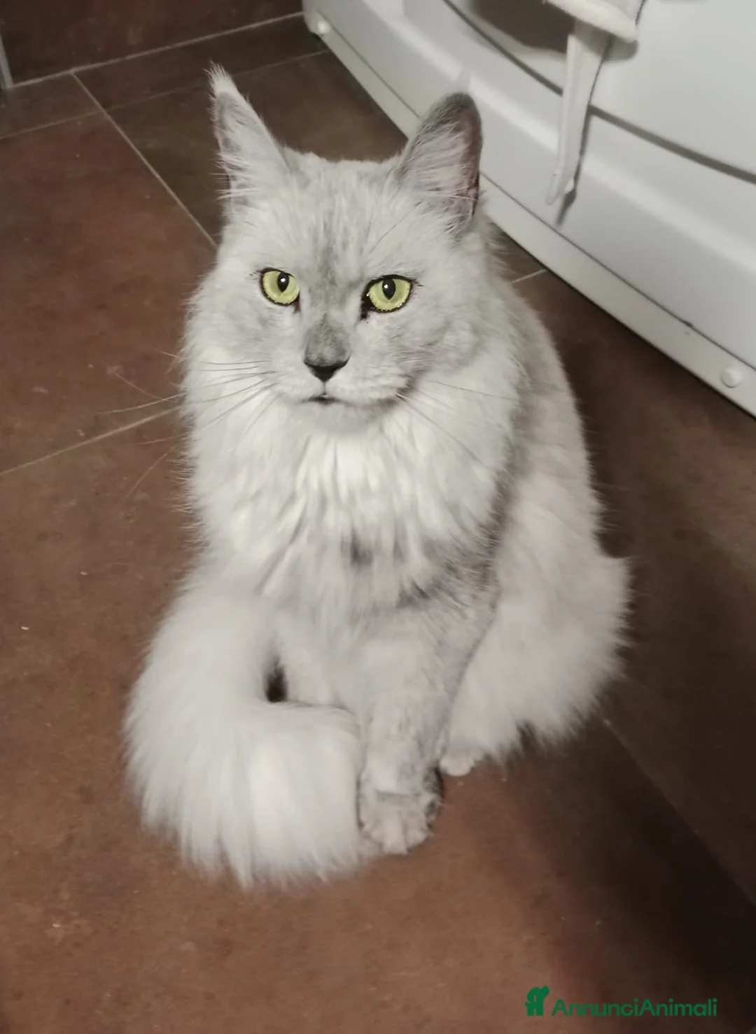 Maine Coon gatti in vendita: SPLENDIDA CUCCIOLATA  - Annuncio 2