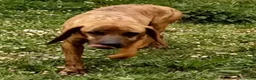 Segugio Maremmano cani in regalo: YUK bravo con tutti! - Annuncio 6