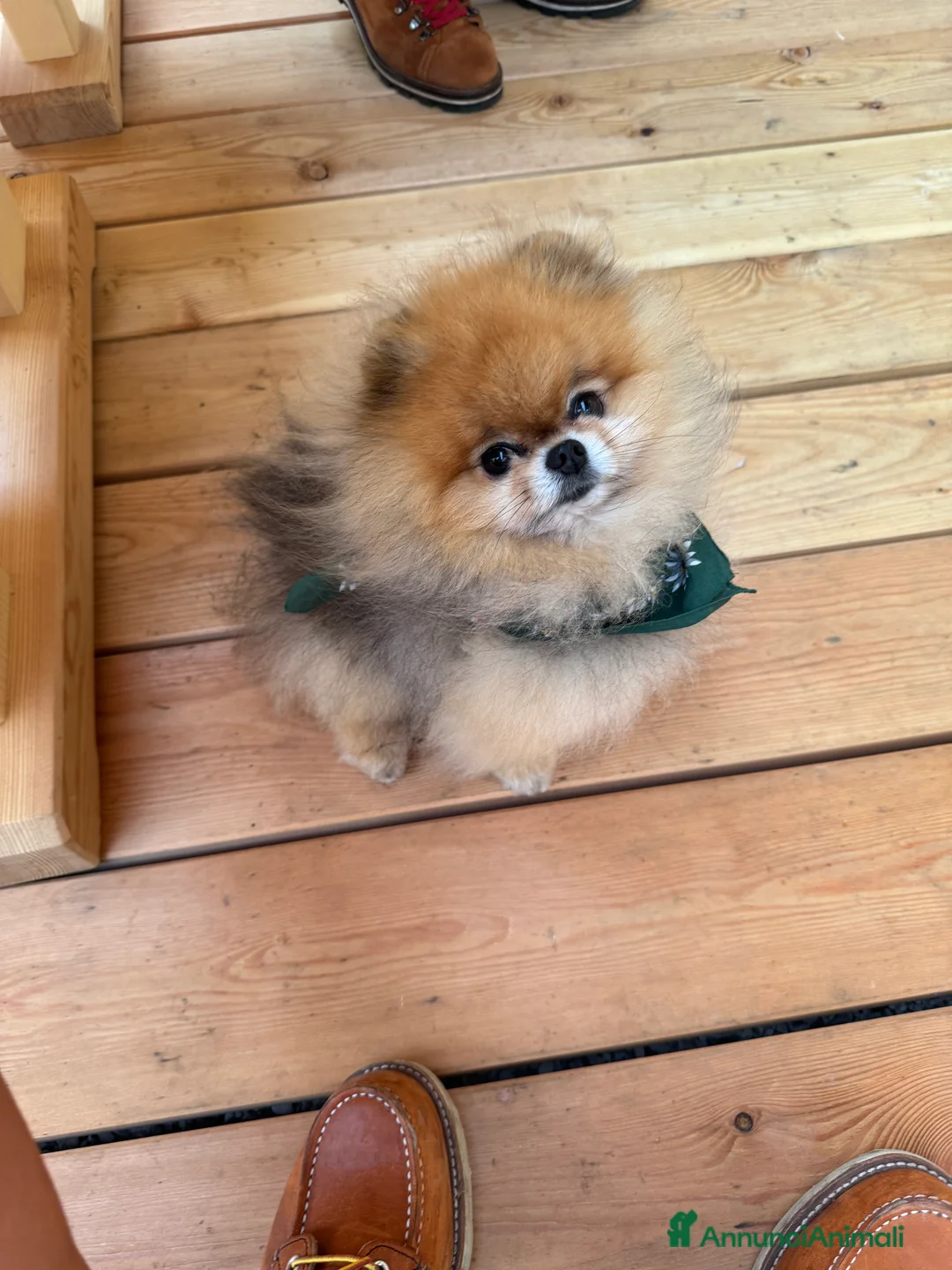 Volpino Pomerania cani per accoppiamento: Disponibile per accoppiamento - Annuncio 6