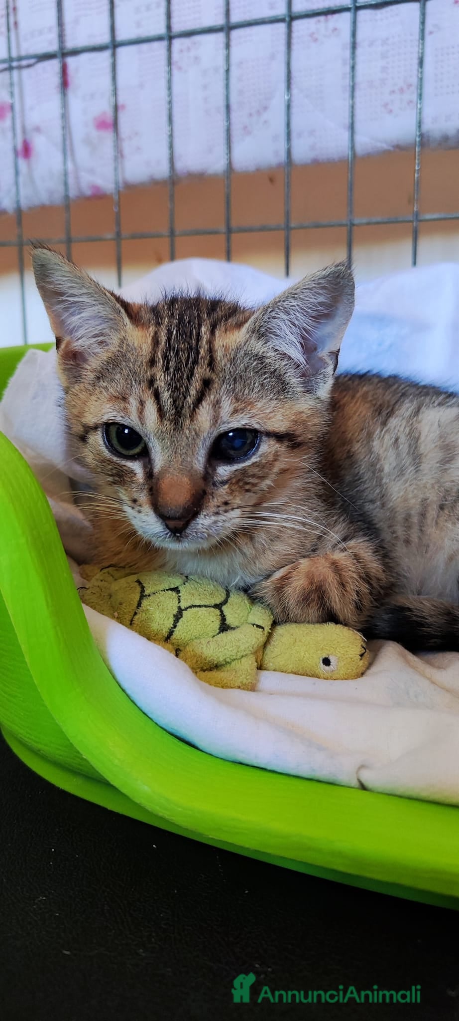 Meticcio gatti Artù gattino affettuoso - Annuncio 2