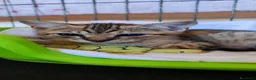 Meticcio gatti in regalo: Artù gattino affettuoso - Annuncio 1