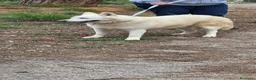 Meticcio cani in regalo: Snow, una bellissima simil pastore svizzero - Annuncio 7