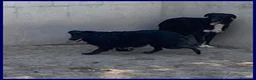 Meticcio cani in regalo: SABRINA una timidina - Annuncio 3