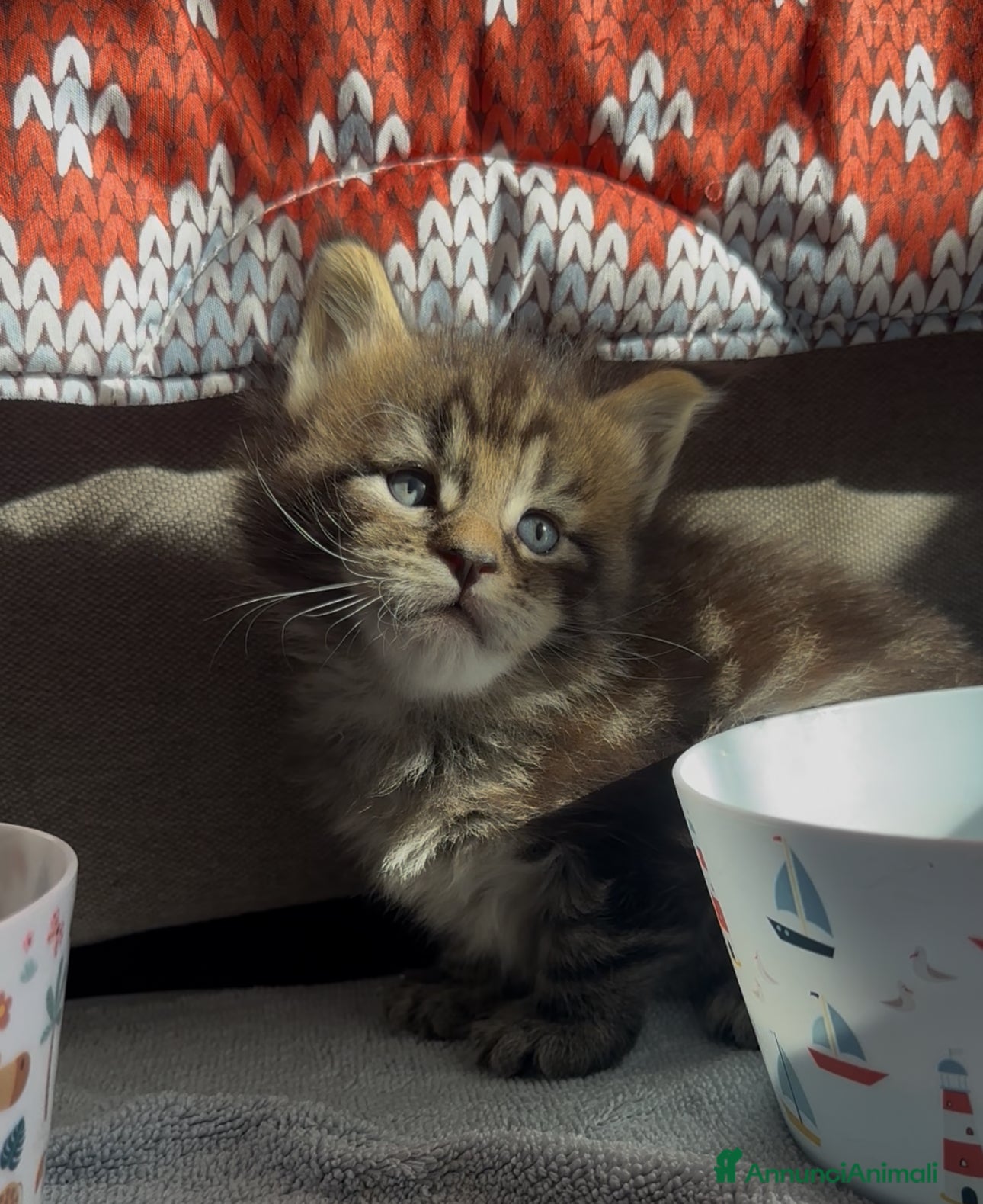 Maine Coon gatti Cuccioli Maine Coon disponibili alla prenotazione - Annuncio 6