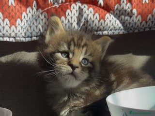 Maine Coon gatti Cuccioli Maine Coon disponibili alla prenotazione - Annuncio 29