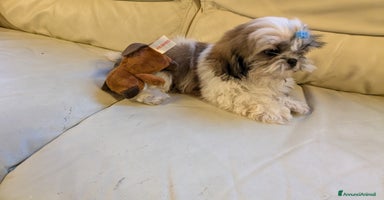 Shih Tzu cani a Provincia di Brescia - Annuncio 2