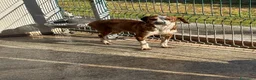 Segugio cani in regalo: Stefy - Annuncio 6