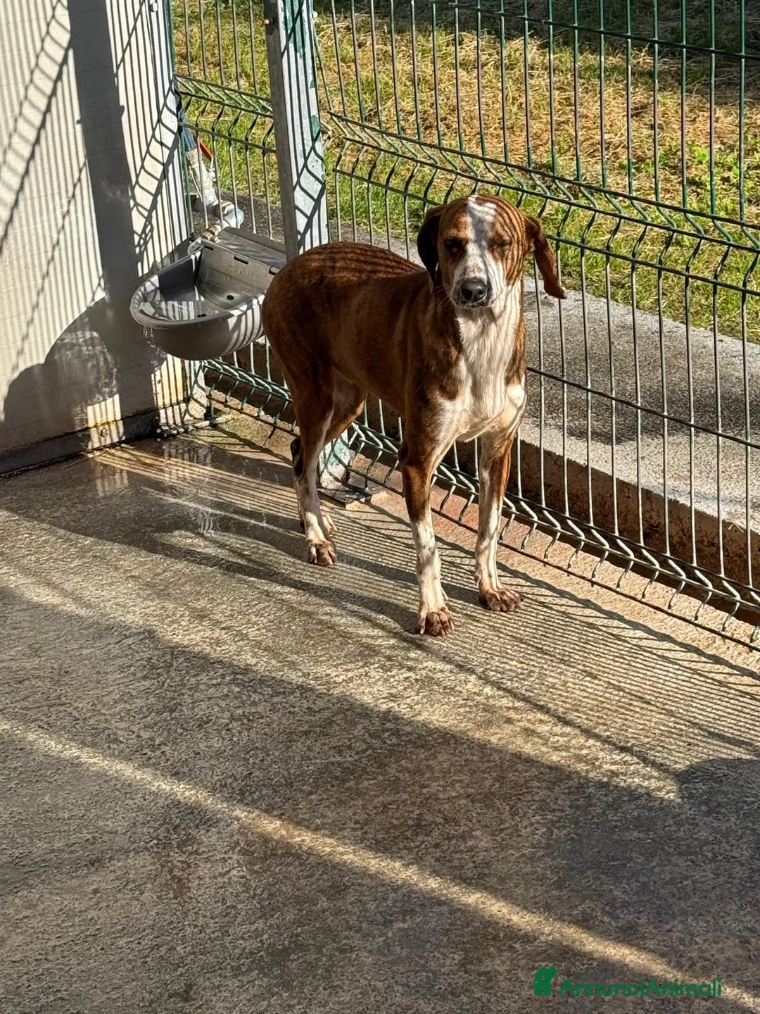 Segugio cani in regalo: Stefy - Annuncio 6