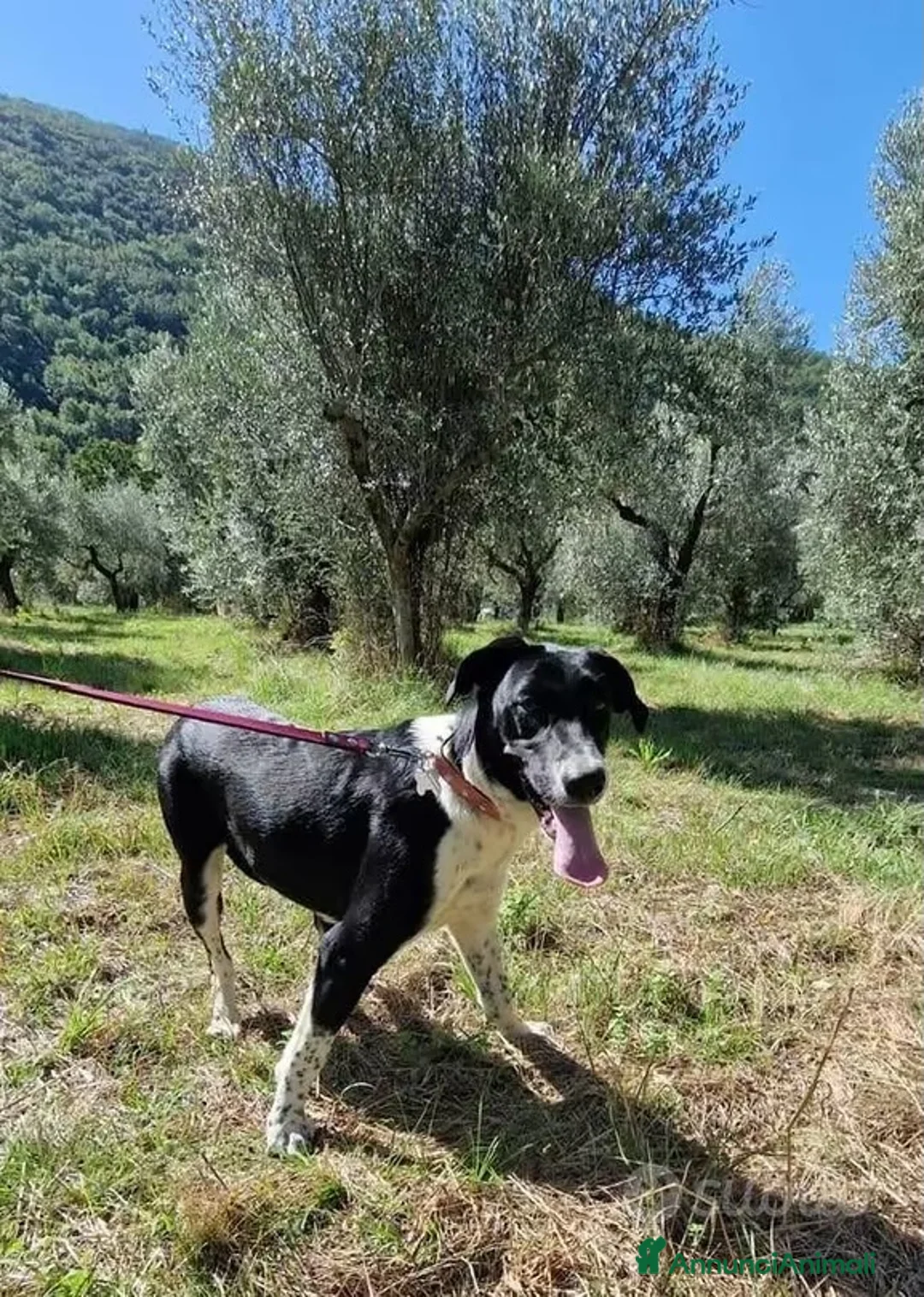 Meticcio cani in regalo: Luna tg media 7mesi  - Annuncio 5