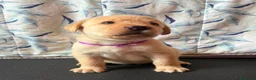 Labrador cani in vendita: Cuccioli Labrador Retriever  a Ente di decentramento regionale di Udine - Annuncio 3