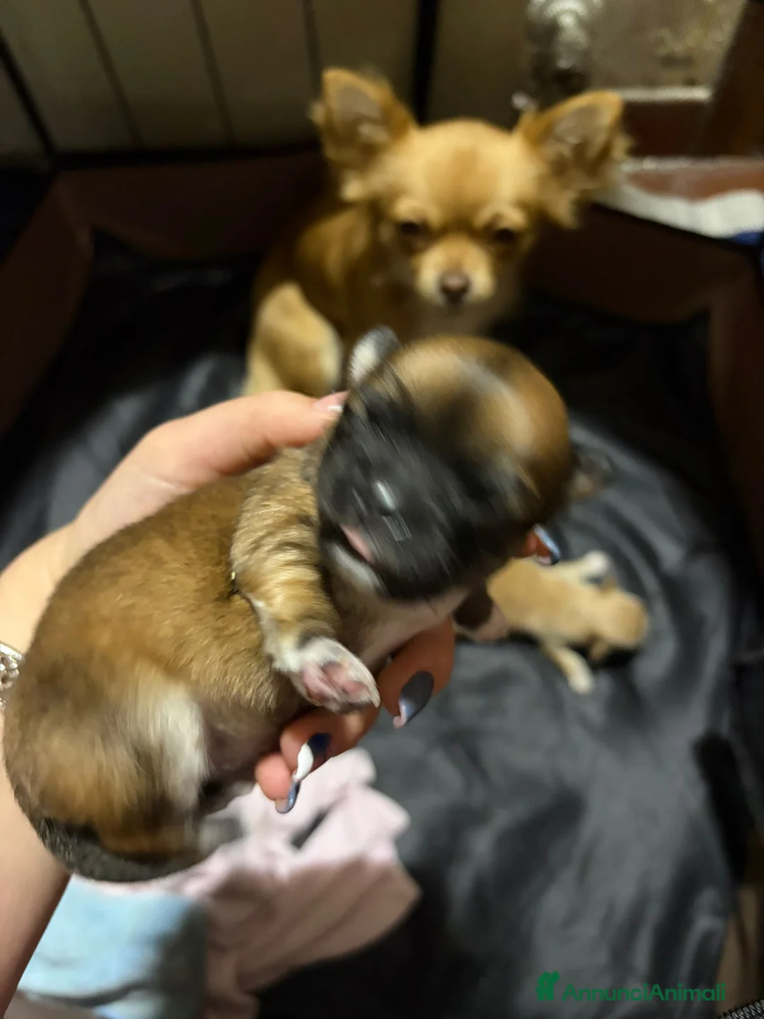Chihuahua cani in vendita: Vendo cuccioli di chihuahua  a Provincia di Massa e Carrara - Annuncio 5
