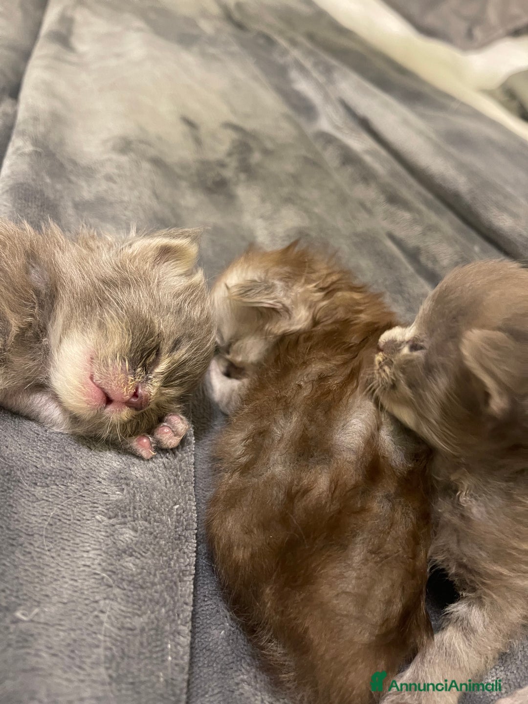 Maine Coon gatti in vendita: Cuccioli Maine coon - Annuncio 3