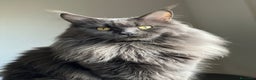Maine Coon gatti in vendita: Cuccioli Maine Coon Blue - Annuncio 7