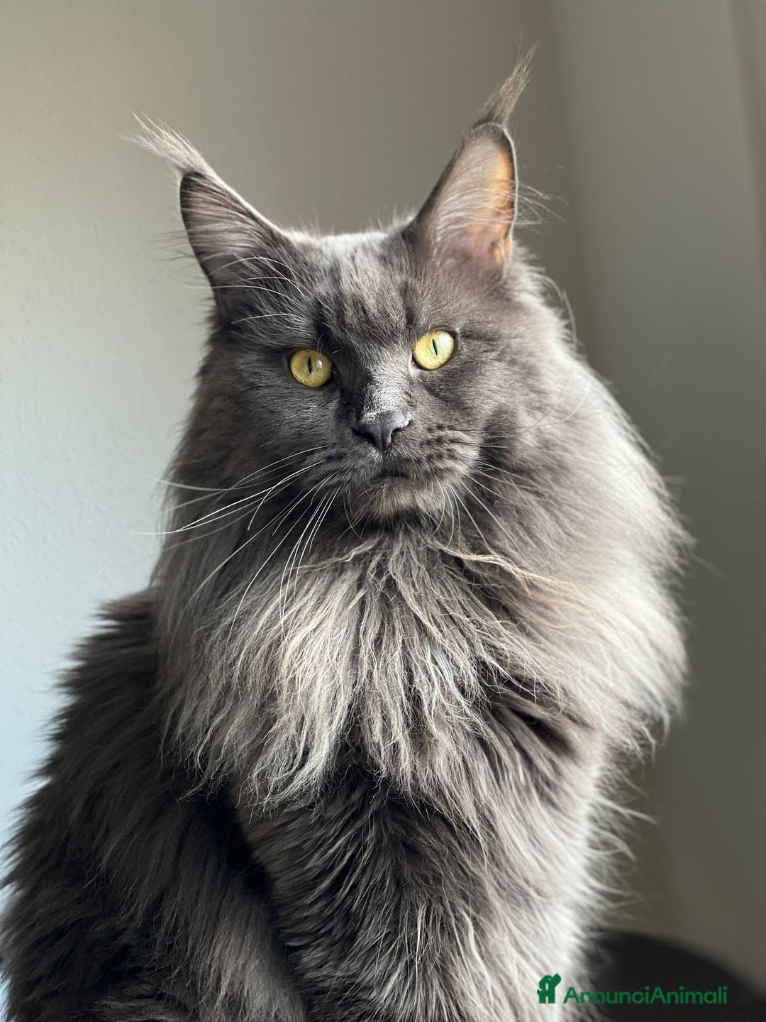 Maine Coon gatti in vendita: Cuccioli Maine Coon Blue - Annuncio 7