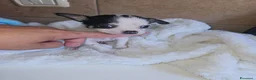 Chihuahua cani in vendita: Chihuahua toy  a Città metropolitana di Milano - Annuncio 9