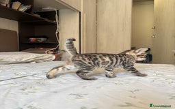 Bengala gatti in vendita: Cuccioli di bengala  a Città Metropolitana di Torino - Immagine 1
