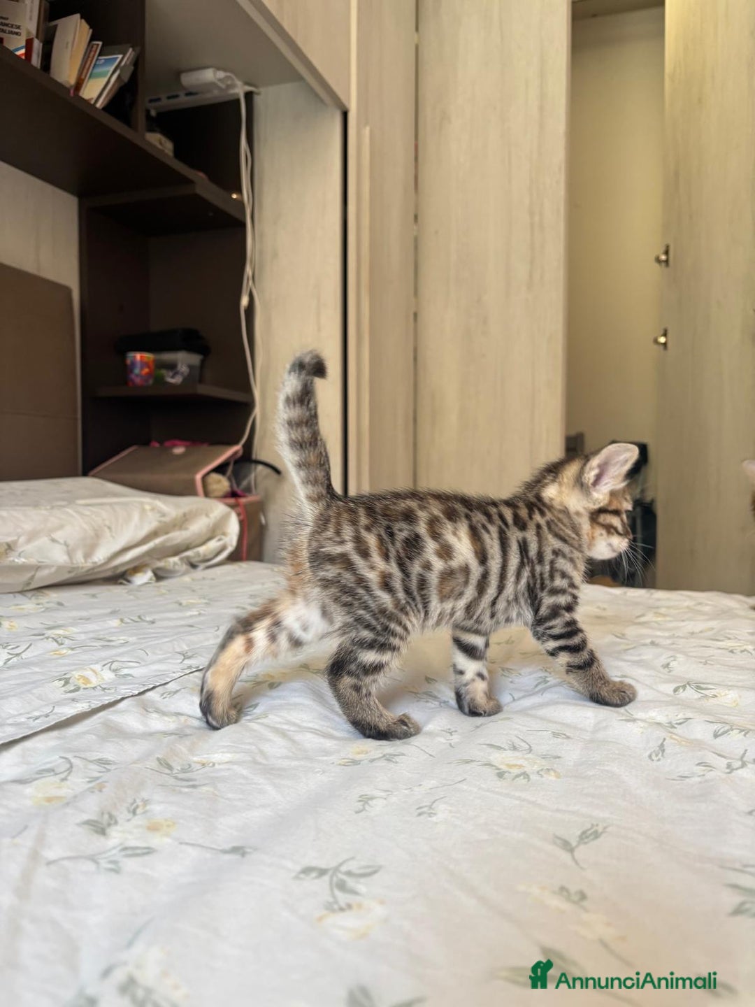 Bengala gatti in vendita: Cuccioli di bengala  a Città Metropolitana di Torino - Immagine 1