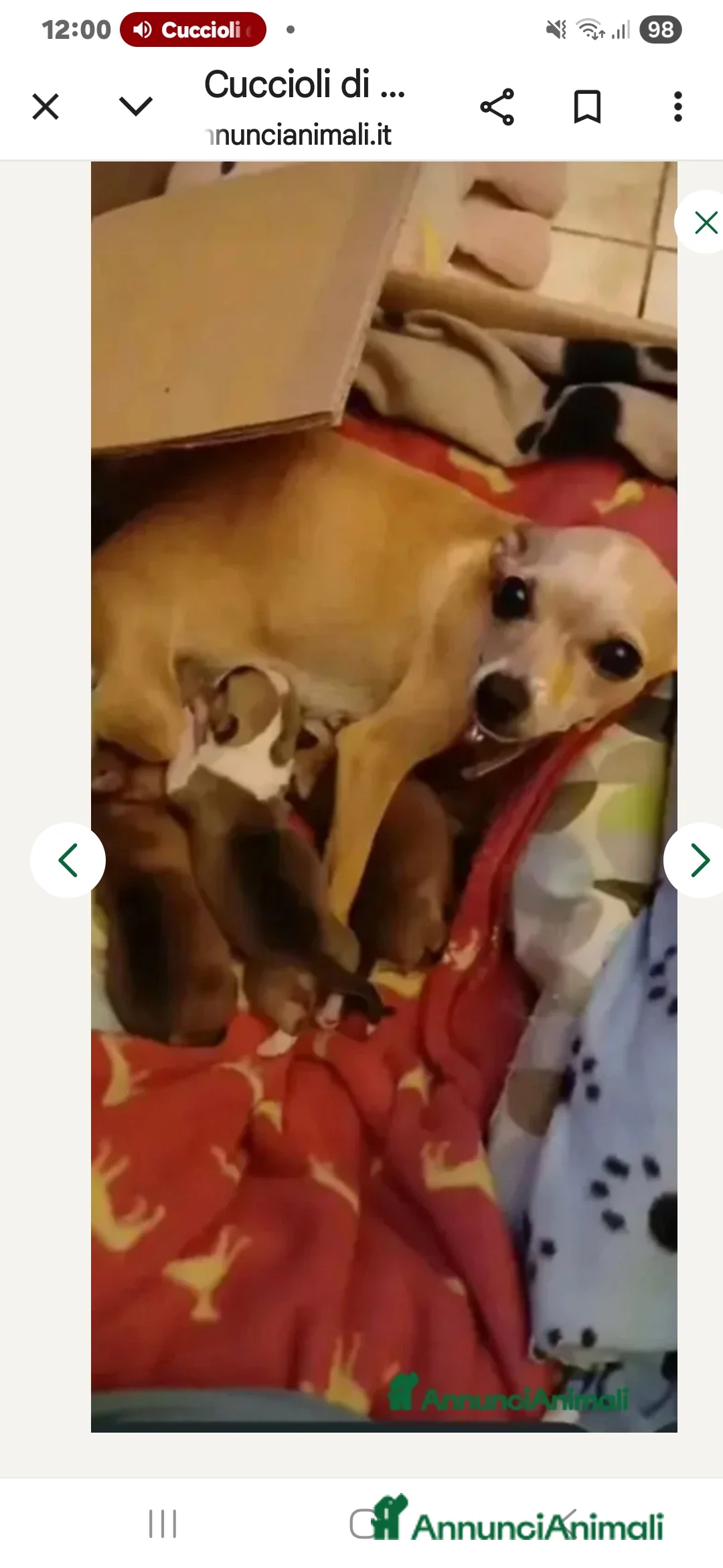 Chihuahua cani in vendita: Cuccioli di chihuahua - Annuncio 1