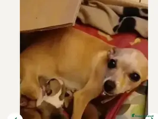 Chihuahua cani Cuccioli di chihuahua - Annuncio 6