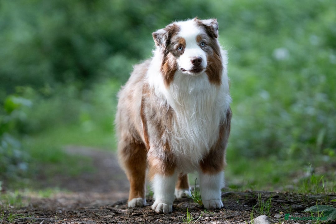 Miniature American Shepherd cani in vendita: Pastore Australiano in Miniatura a Città Metropolitana di Torino - Immagine 2