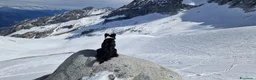 Border Collie cani in vendita: Cuccioli di Border Collie con pedigree  a Provincia autonoma di Bolzano - Alto Adige - Annuncio 3