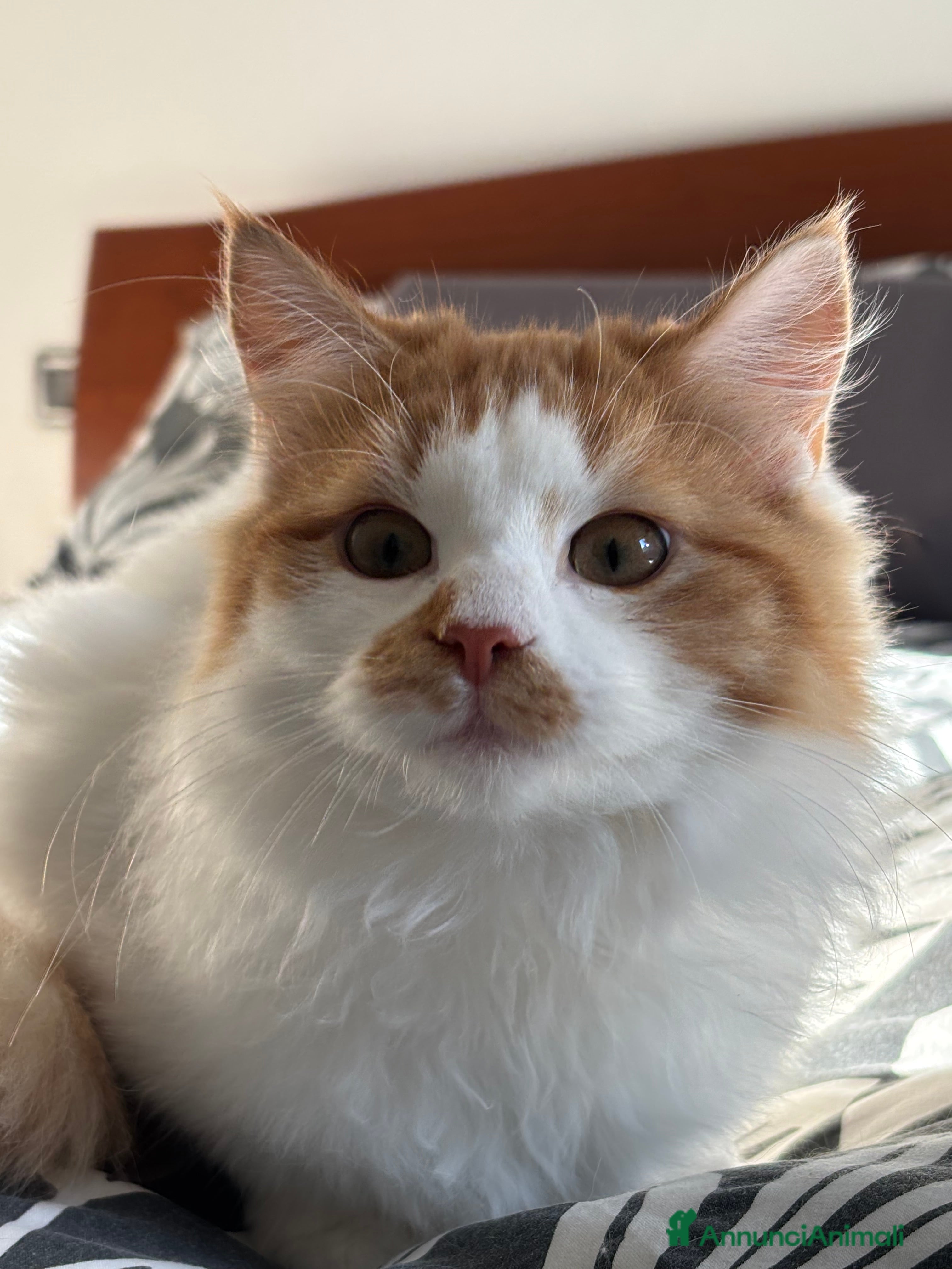 Siberiano gatti Alma, bellissima gattina siberiana ipoallergenica - Annuncio 3