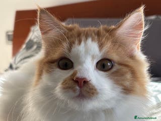 Meticcio gatti Alma, bellissima gattina siberiana ipoallergenica - Annuncio 1