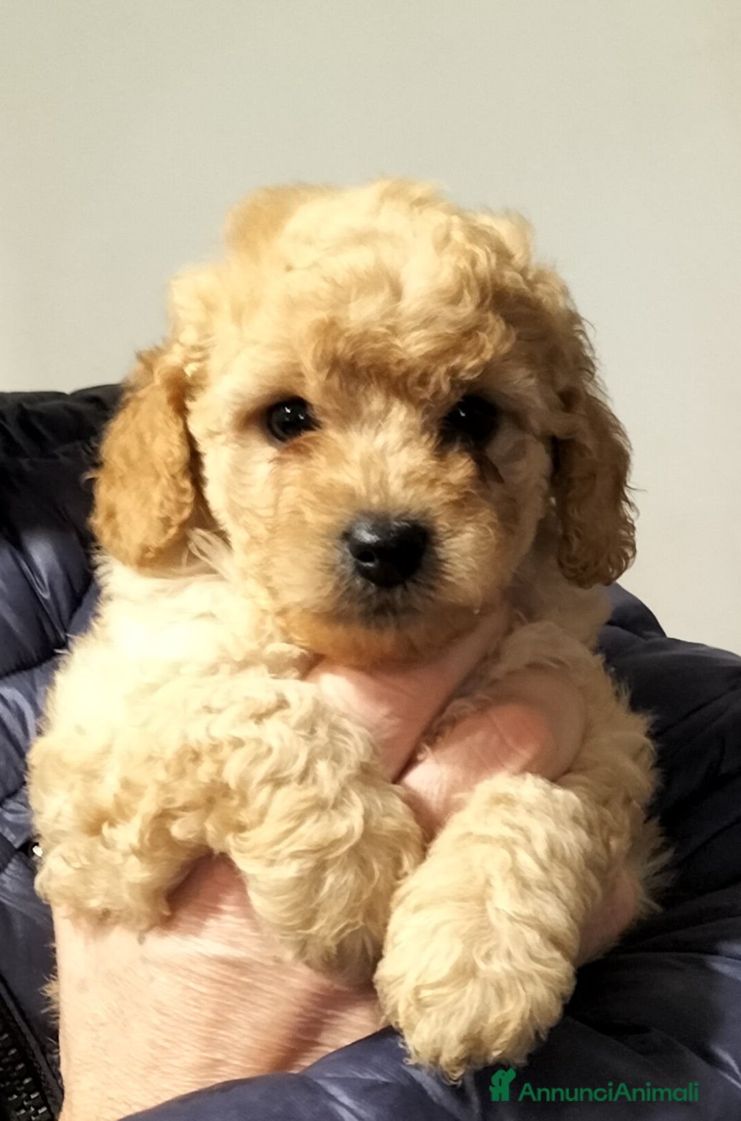 Barboncino cani in vendita: Barboncini nani  - Annuncio 4