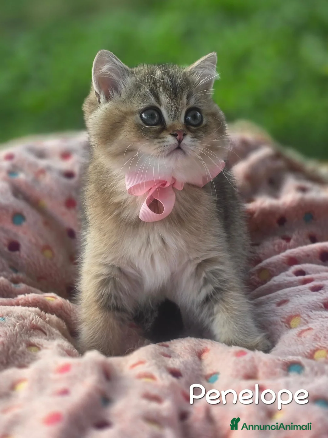 British gatti in vendita: Cuccioli British Golden e Silver - Annuncio 2