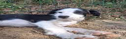 Meticcio cani in regalo: Romeo - Annuncio 3