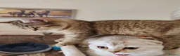 Scottish gatti in vendita: Gattini Scottish fold e Scottish Straight  - Annuncio 5