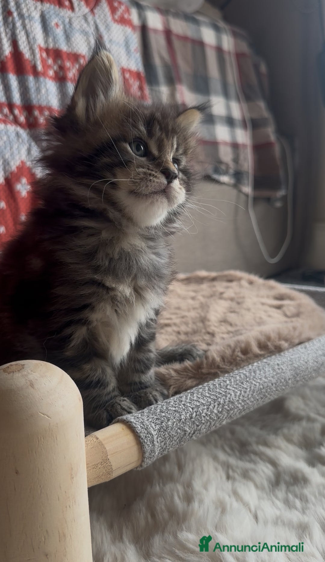 Maine Coon gatti in vendita: Cuccioli Maine Coon disponibili alla prenotazione - Annuncio 3