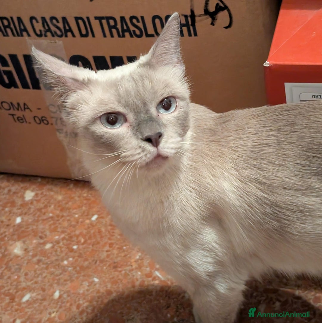 Siamese gatti in vendita: CUCCIOLA FEMMINA DI SIAMESE BLUE POINT - Annuncio 4