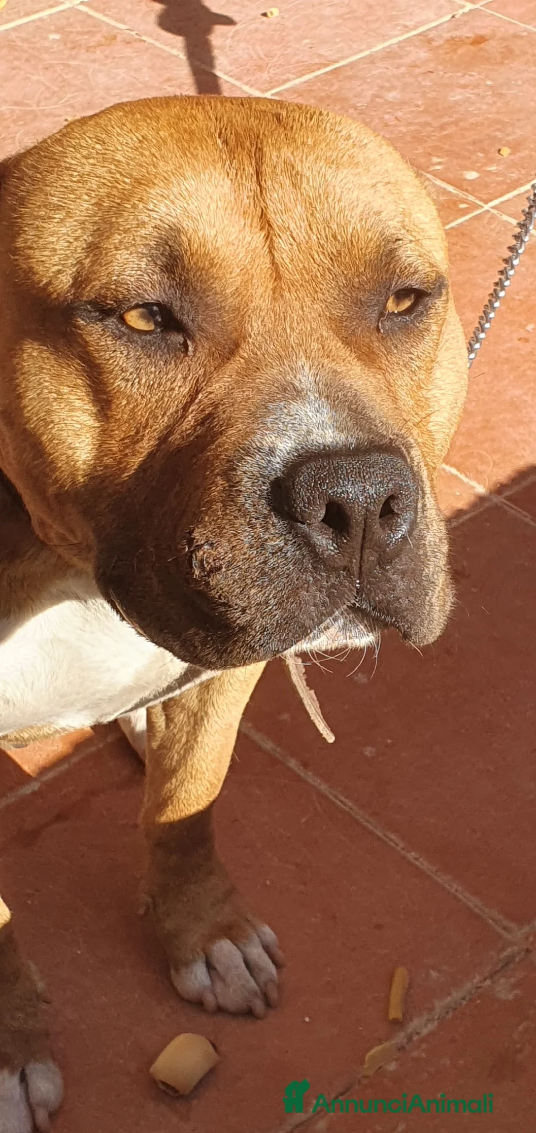 Pitbull cani in regalo: Tyson il cagnolone che ama i bimbi  a Città metropolitana di Milano - Annuncio 2