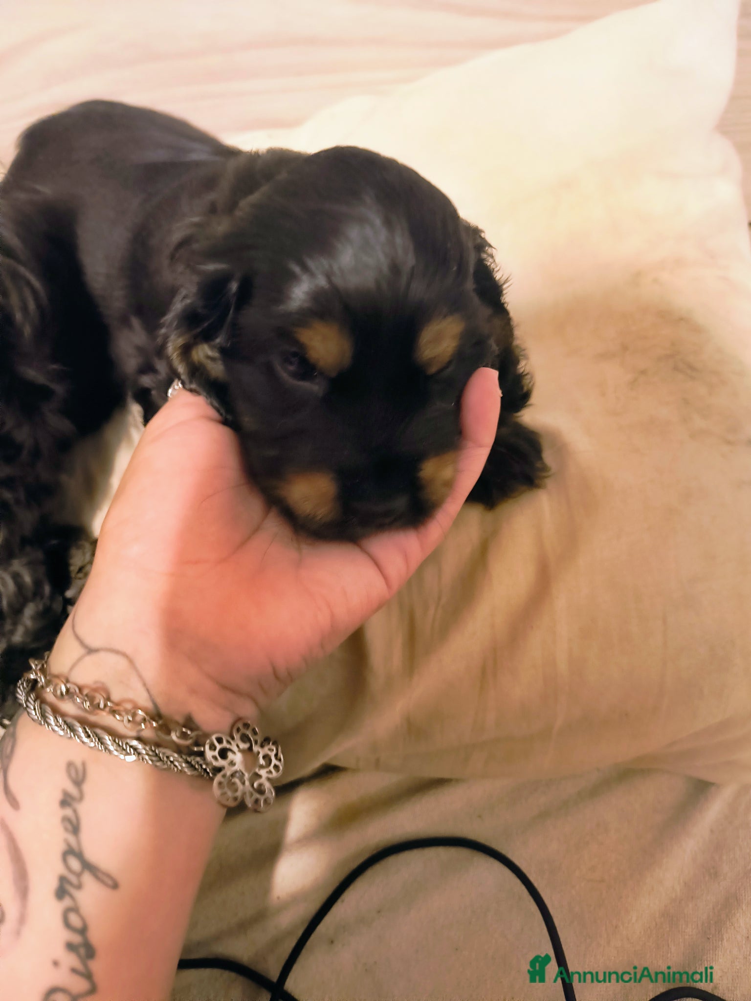 Cocker cani in vendita: Cocker spaniel francini's  - Annuncio 5