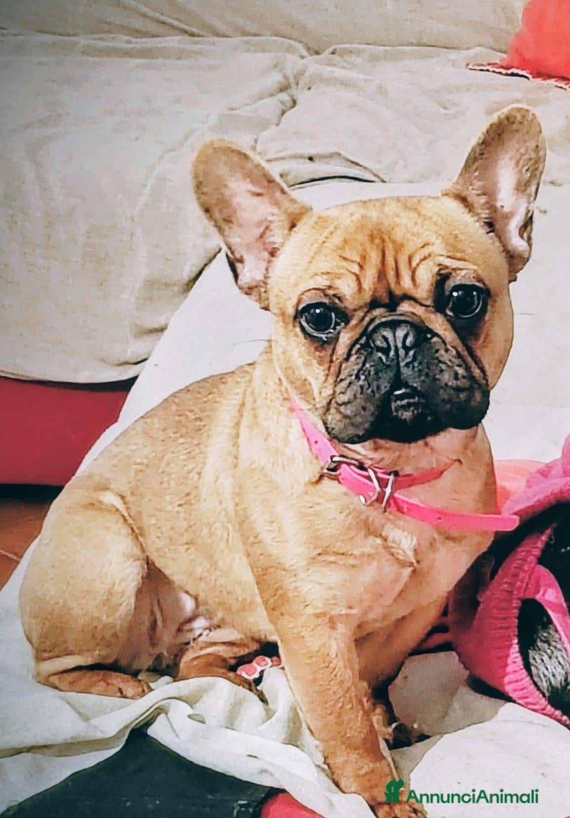 Bulldog Francese cani Vendita bulldog francese  - Annuncio 2