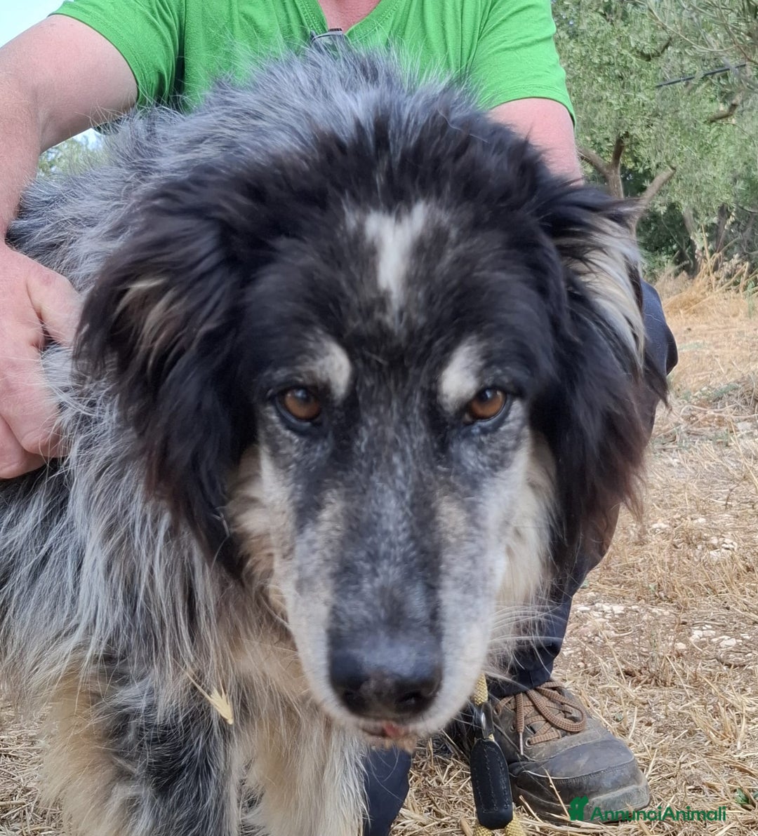 Meticcio cani in regalo: Nonno Nando Cerca Famiglia. Info Monica 3890238584 - Annuncio 17