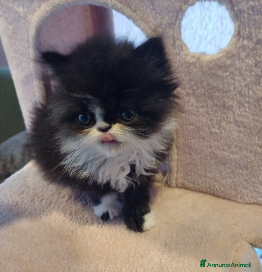 Persiano gatti in vendita: Cuccioli persiani  a Provincia di Ravenna - Immagine 2