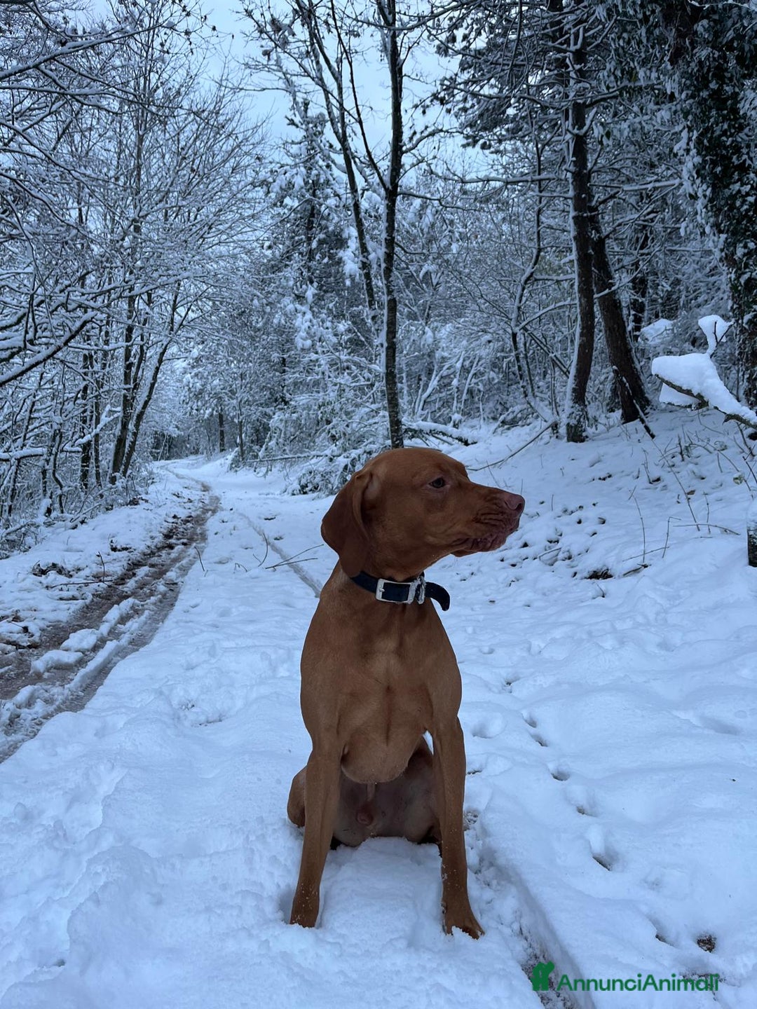 Bracco cani per accoppiamento: Vizla per accoppiamento  - Annuncio 2